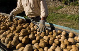 Roller Brushes for Agricultural Processing